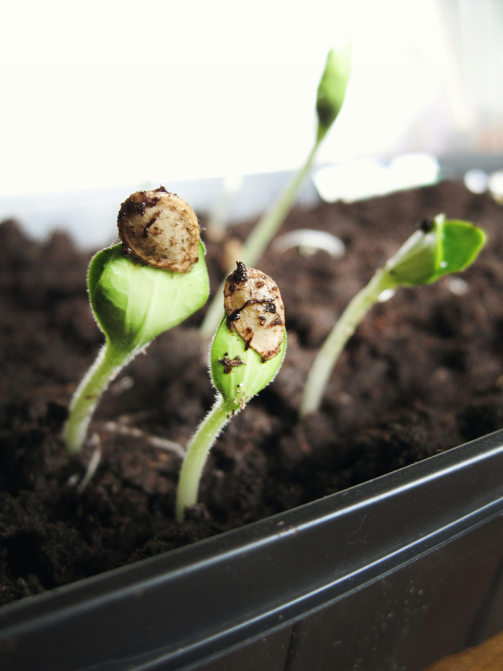 Sprouted seeds in a 1020 tray