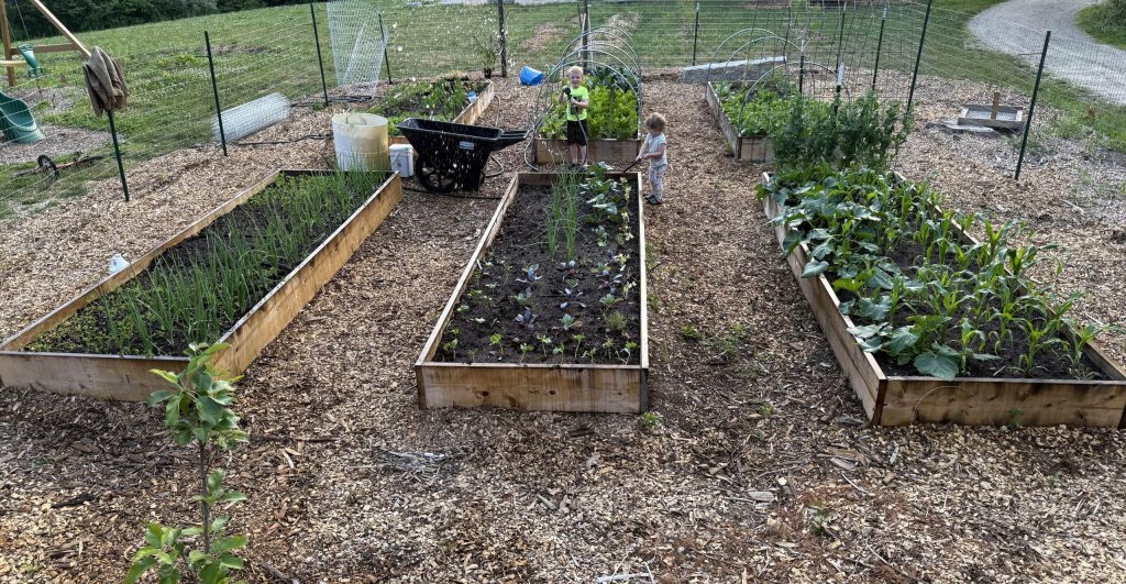 Full Raised bed garden fenced in with wood chip paths