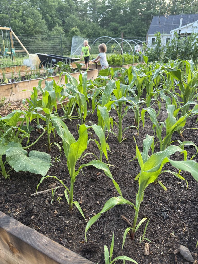 sweet corn growing in raised bed garden