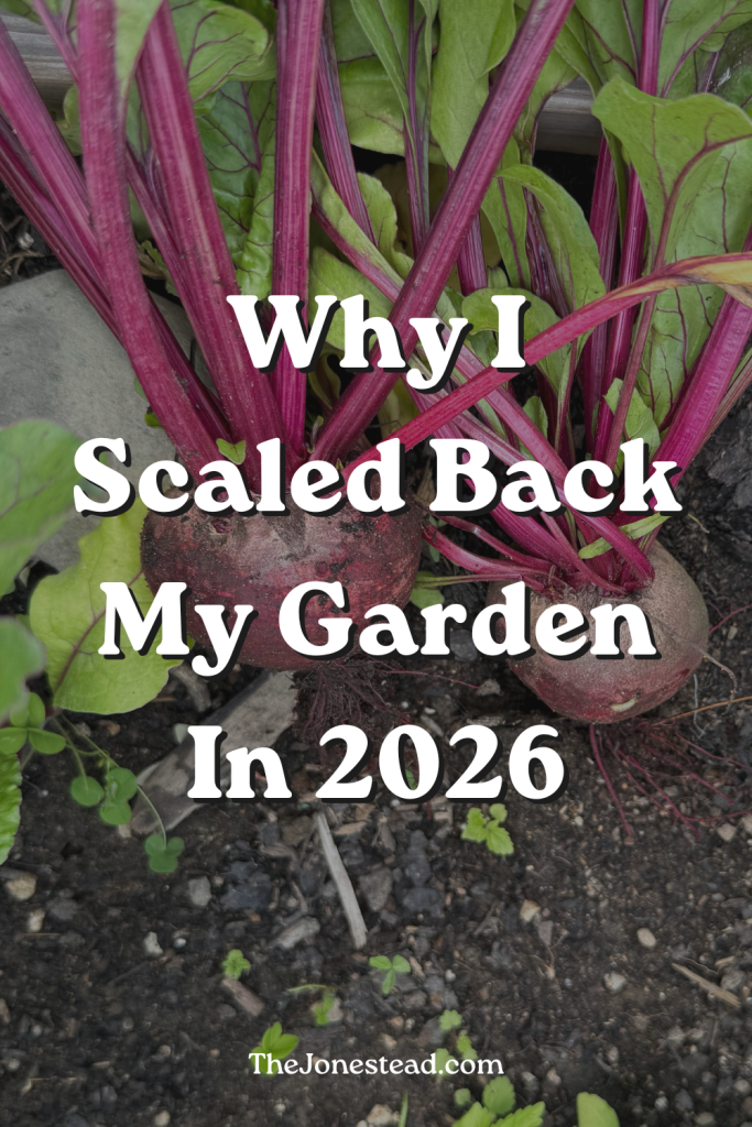 Pinnable image depicting freshly picked garden beets with text overlaid "Why I scaled back my garden in 2026"