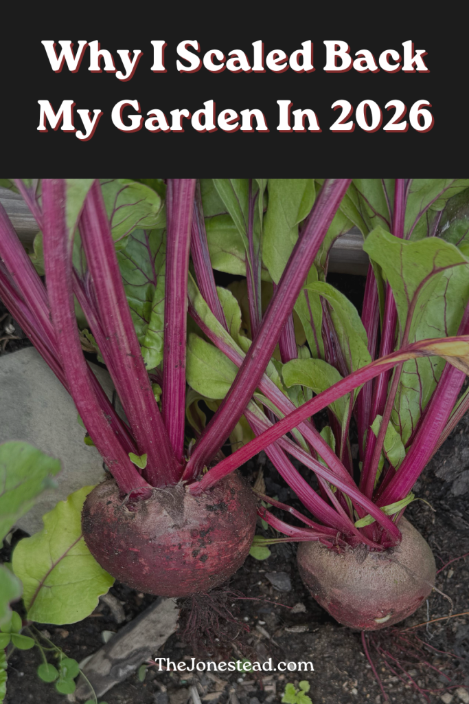 Darkened graphic of red beets with header text "why i scaled back my garden in 2026"